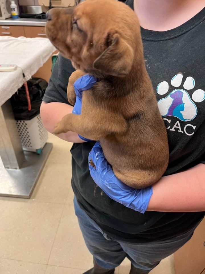 Dog for adoption Maddox, a Mixed Breed in Bossier City, LA Petfinder