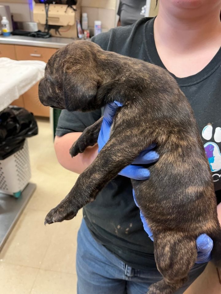Dog for adoption Mia, a Mixed Breed in Bossier City, LA Petfinder