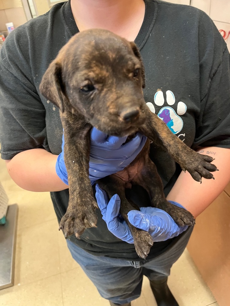 Dog for adoption Maggie, a Mixed Breed in Bossier City, LA Petfinder