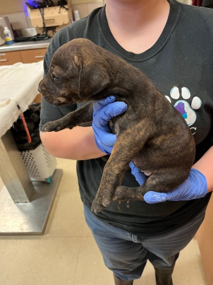 Dog for adoption Maggie, a Mixed Breed in Bossier City, LA Petfinder