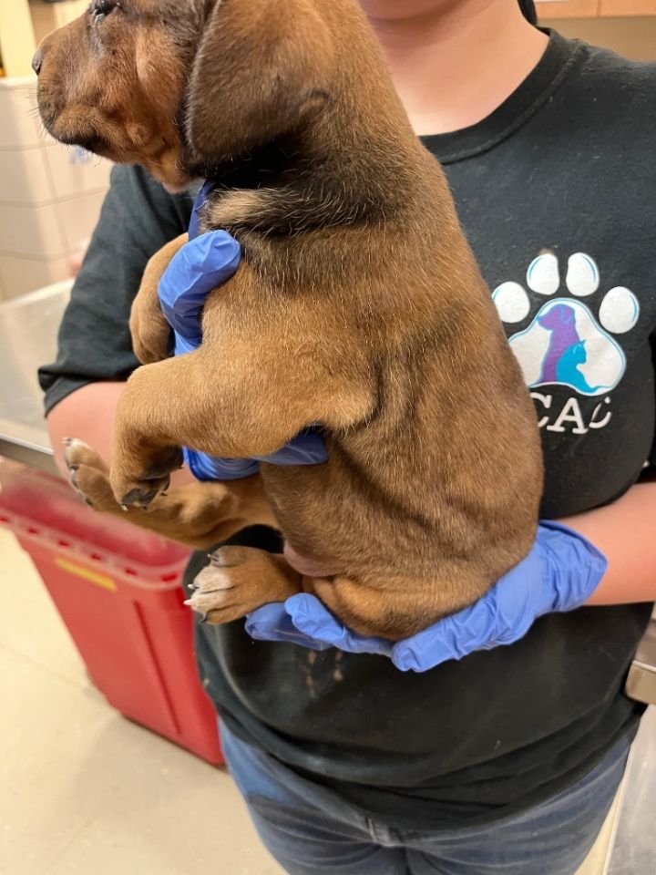 Dog for adoption Maddi, a Mixed Breed in Bossier City, LA Petfinder