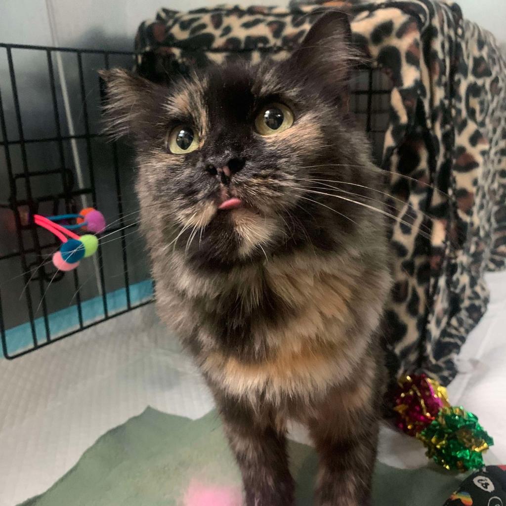 31295 Mama Cat, an adoptable Domestic Short Hair in Bend, OR, 97702 | Photo Image 1