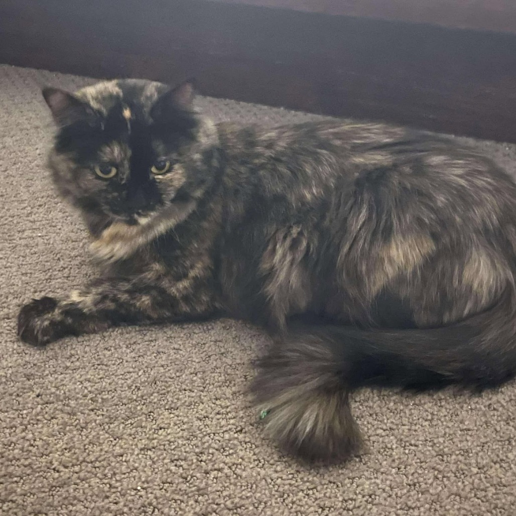 Mama Cat (31295) **Labor Day Special!!**, an adoptable Domestic Short Hair in Bend, OR, 97702 | Photo Image 1