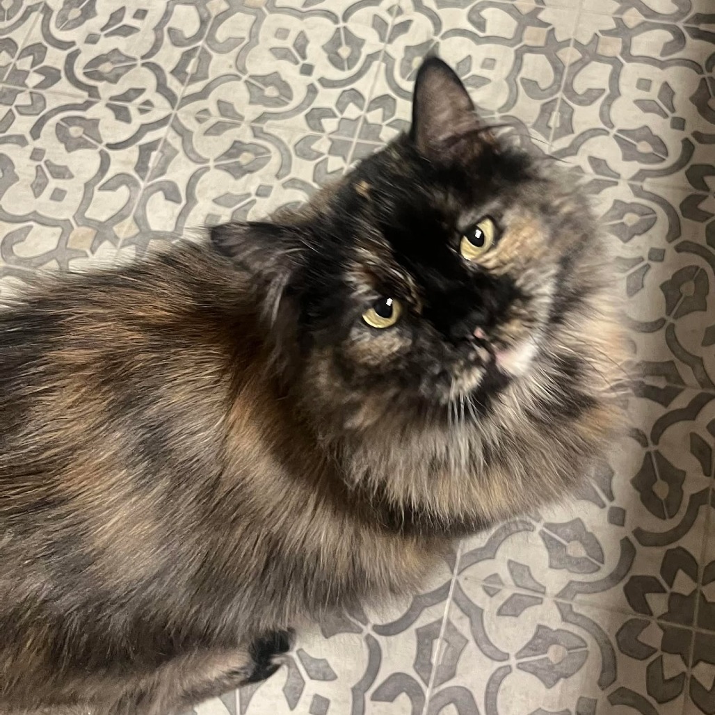 Mama Cat (31295), an adoptable Domestic Short Hair in Bend, OR, 97702 | Photo Image 1