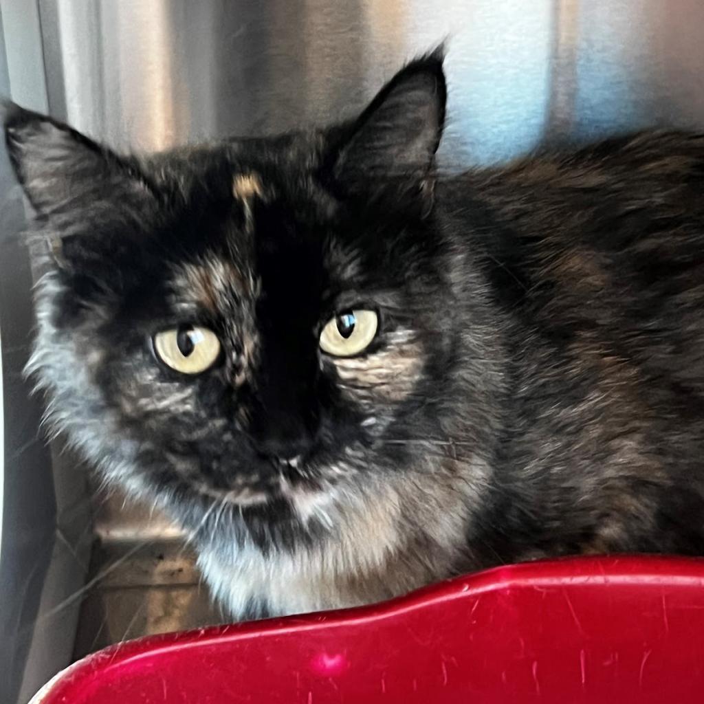 Mama Cat (31295), an adoptable Domestic Short Hair in Bend, OR, 97702 | Photo Image 3