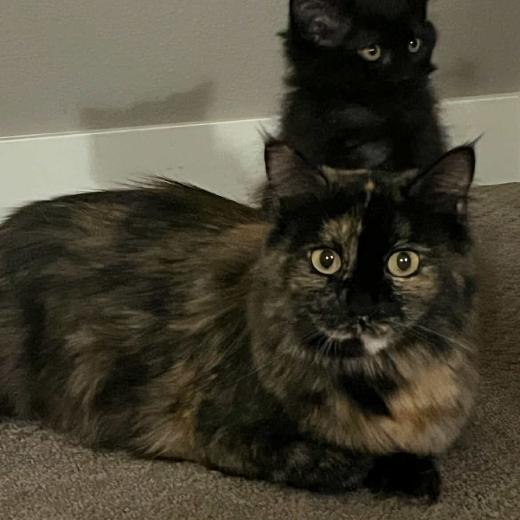 Mama Cat (31295), an adoptable Domestic Short Hair in Bend, OR, 97702 | Photo Image 4