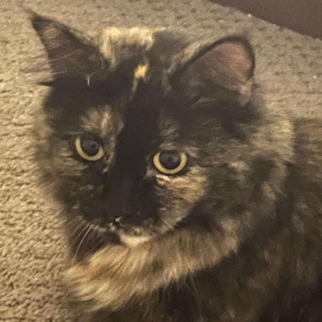 Mama Cat (31295), an adoptable Domestic Short Hair in Bend, OR, 97702 | Photo Image 5