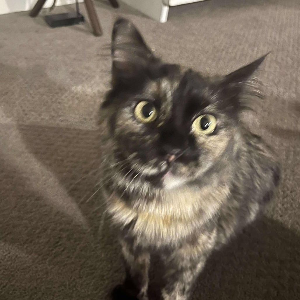 31295 Mama Cat, an adoptable Domestic Short Hair in Bend, OR, 97702 | Photo Image 6