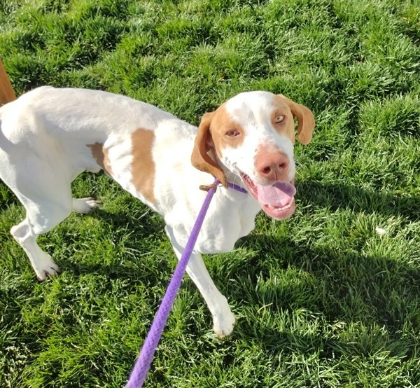 Pike 43003, an adoptable Pointer in Pocatello, ID, 83205 | Photo Image 1