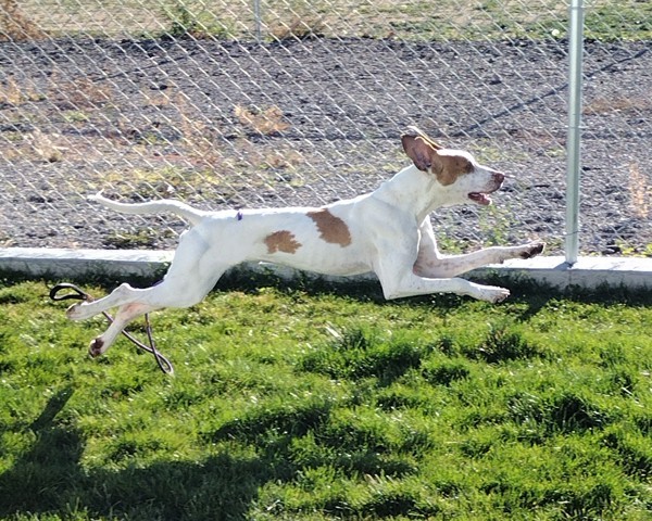 Pike 43003, an adoptable Pointer in Pocatello, ID, 83205 | Photo Image 2