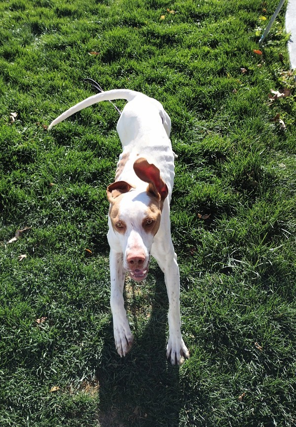 Pike 43003, an adoptable Pointer in Pocatello, ID, 83205 | Photo Image 3