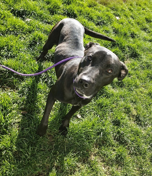 Tula 42988, an adoptable Labrador Retriever in Pocatello, ID, 83205 | Photo Image 1