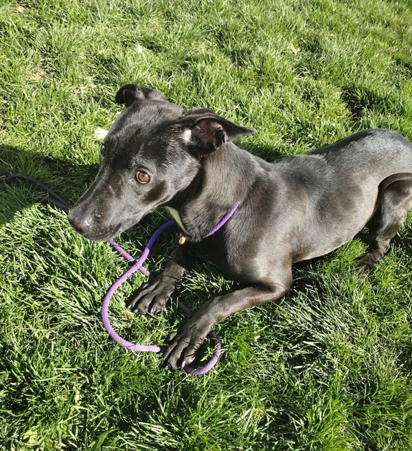 Tula 42988, an adoptable Labrador Retriever in Pocatello, ID, 83205 | Photo Image 2