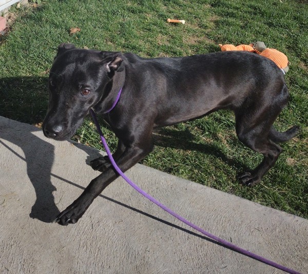 Tula 42988, an adoptable Labrador Retriever in Pocatello, ID, 83205 | Photo Image 3