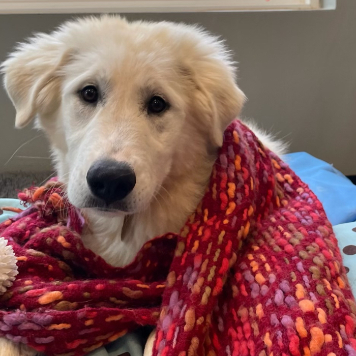 Riley, an adoptable Great Pyrenees, Akbash in Louisville, KY, 40206 | Photo Image 1