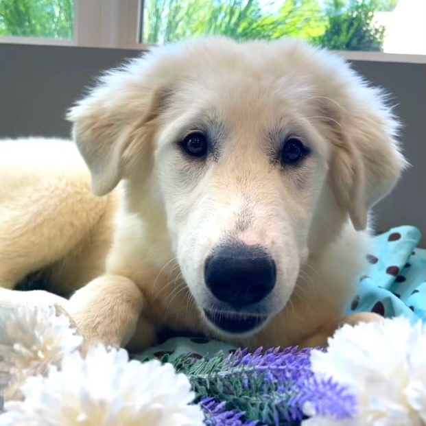 Riley, an adoptable Great Pyrenees, Akbash in Louisville, KY, 40206 | Photo Image 2