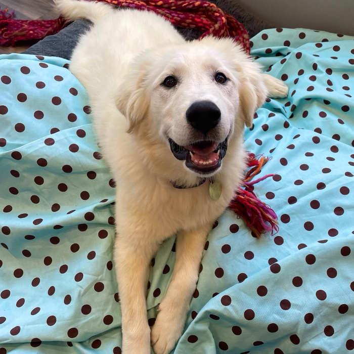 Riley, an adoptable Great Pyrenees, Akbash in Louisville, KY, 40206 | Photo Image 3