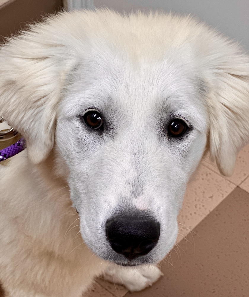 Riley, an adoptable Great Pyrenees, Akbash in Louisville, KY, 40206 | Photo Image 5