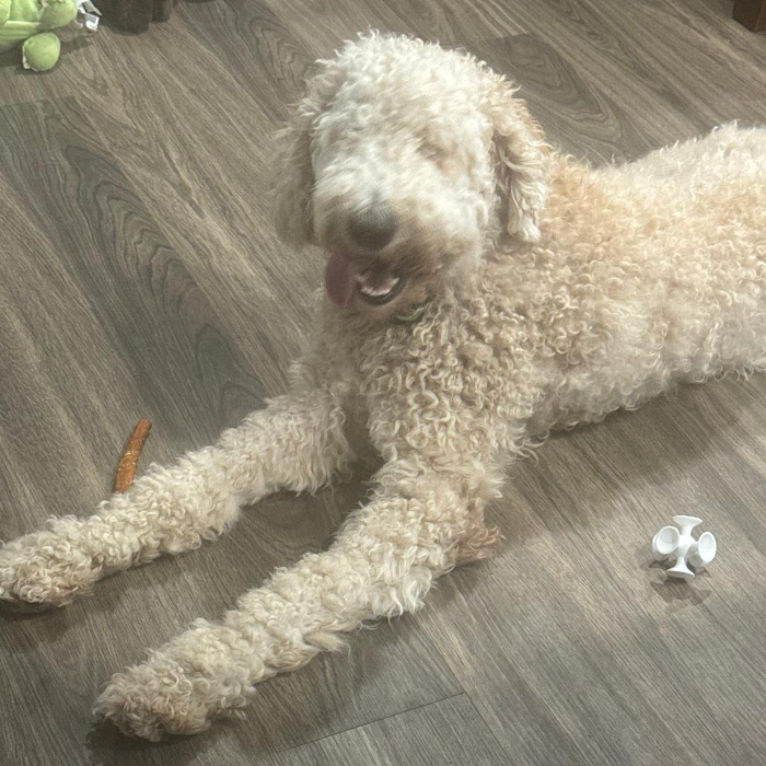 Obie, an adoptable Goldendoodle in Louisville, KY, 40206 | Photo Image 1