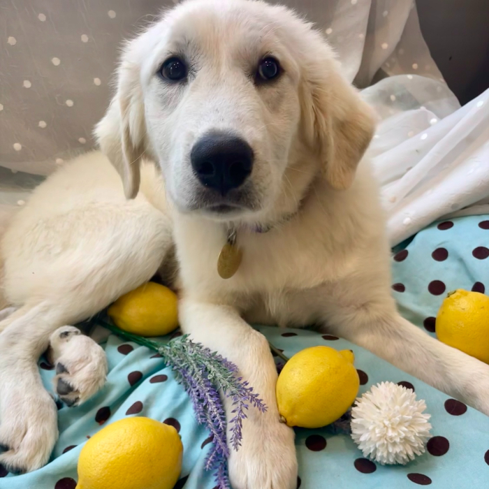 Maria, an adoptable Great Pyrenees, Akbash in Louisville, KY, 40206 | Photo Image 1