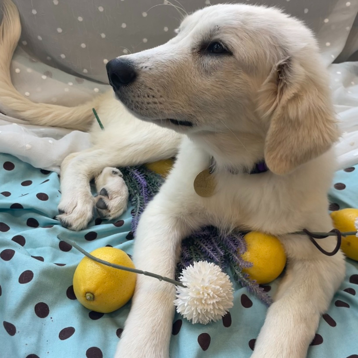 Maria, an adoptable Great Pyrenees, Akbash in Louisville, KY, 40206 | Photo Image 2