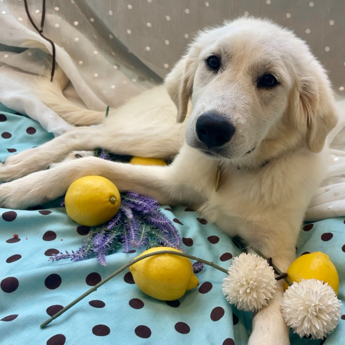 Maria, an adoptable Great Pyrenees, Akbash in Louisville, KY, 40206 | Photo Image 3