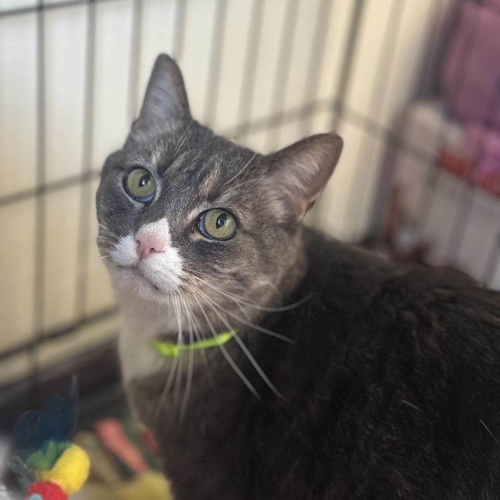 Miss. Pickles, an adoptable Domestic Medium Hair in Lander, WY, 82520 | Photo Image 1