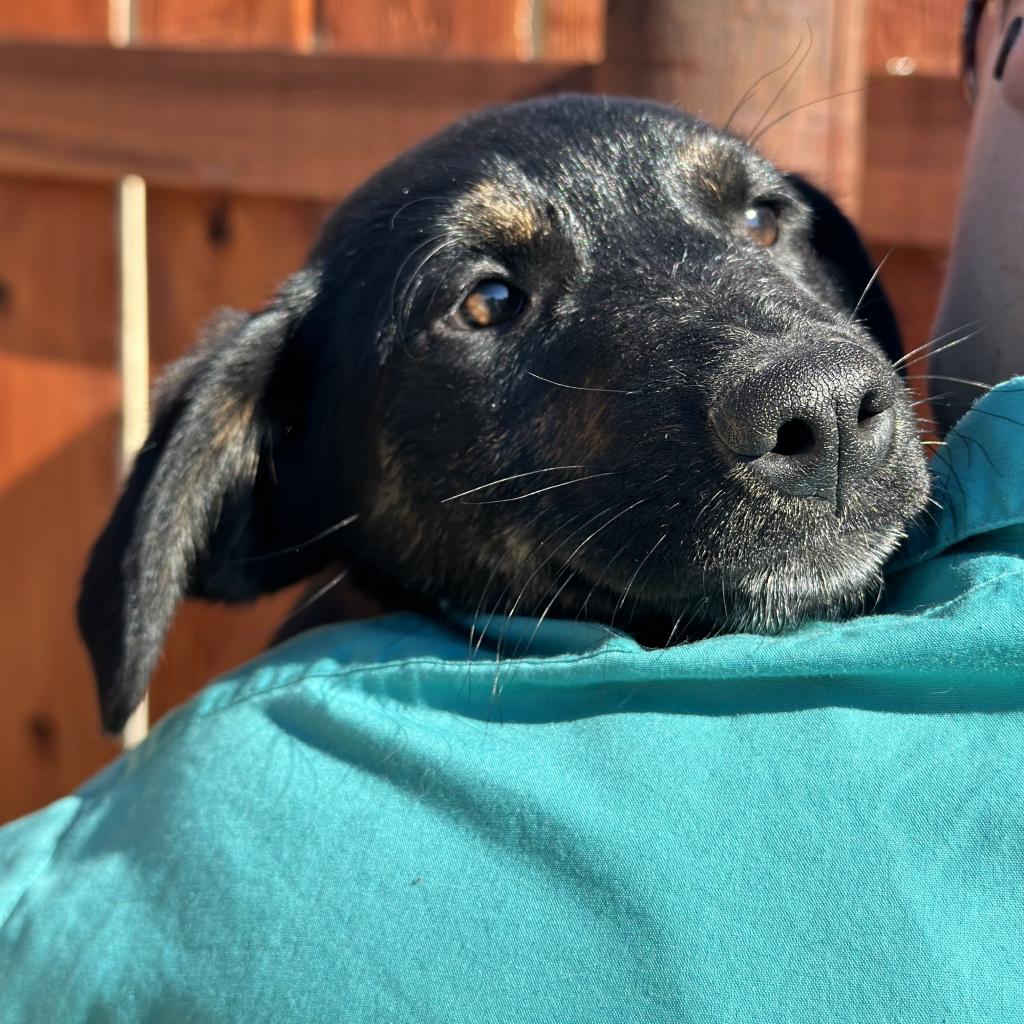 Wonka, an adoptable Shepherd, Mixed Breed in Lander, WY, 82520 | Photo Image 1