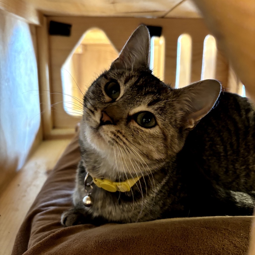 Velma, an adoptable Domestic Short Hair in Lander, WY, 82520 | Photo Image 1