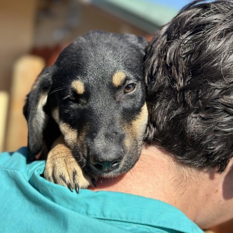 Augustus, an adoptable Shepherd, Mixed Breed in Lander, WY, 82520 | Photo Image 1