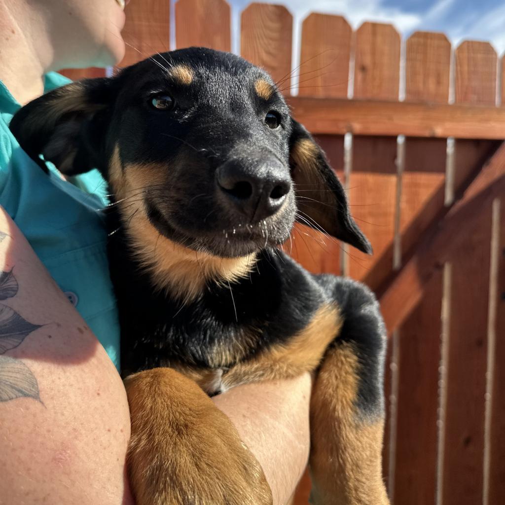 Oompa, an adoptable Shepherd, Mixed Breed in Lander, WY, 82520 | Photo Image 1