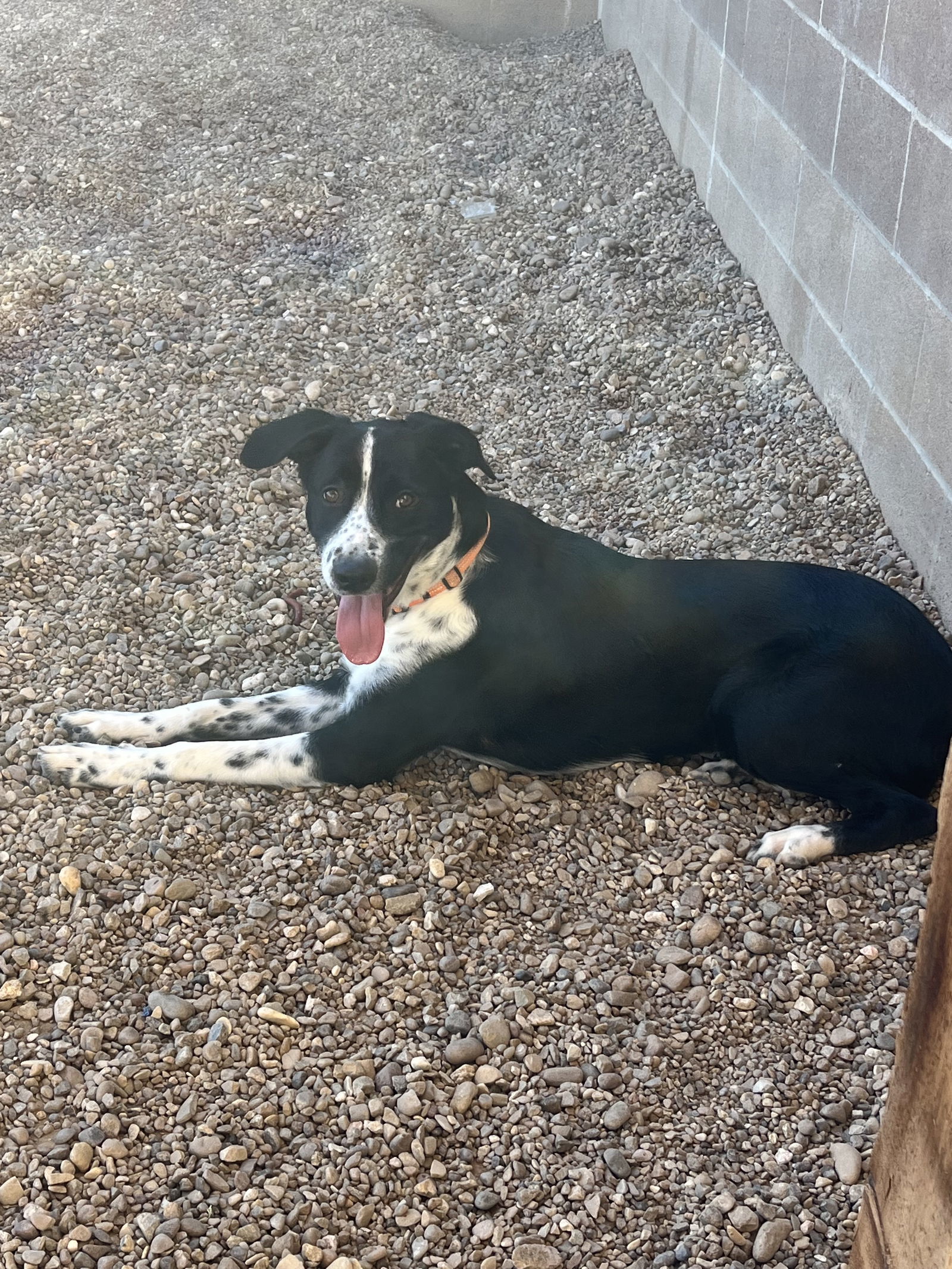 Shasta Daisy 60107, an adoptable Border Collie, McNab in Pampa, TX, 79065 | Photo Image 1