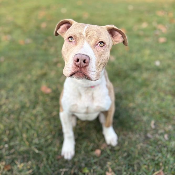 Hamish--In Foster***ADOPTION PENDING***