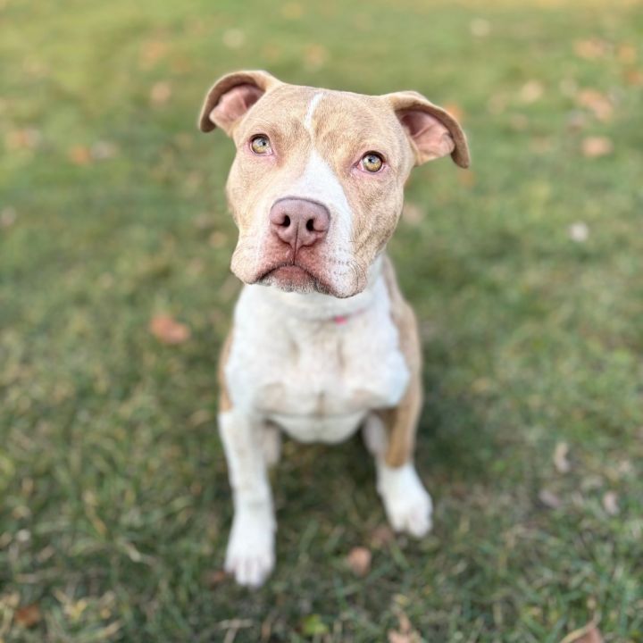 Hamish--In Foster***ADOPTION PENDING*** 1