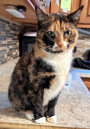 Acme with extra toes!, Adult Female Domestic Short Hair