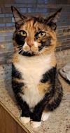 Acme with extra toes! photo 2