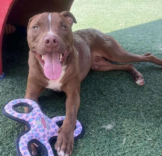 Bob - $75 Adoption Fee! Diamond Dog!
