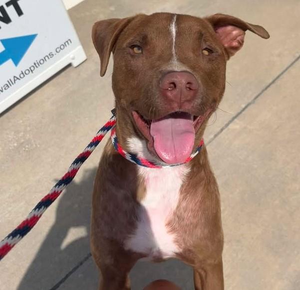 Bob - $75 Adoption Fee! Diamond Dog!