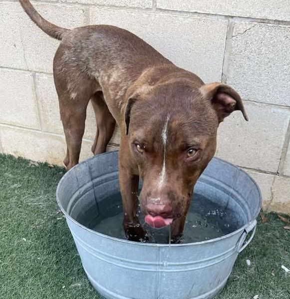 Bob - $75 Adoption Fee! Diamond Dog!