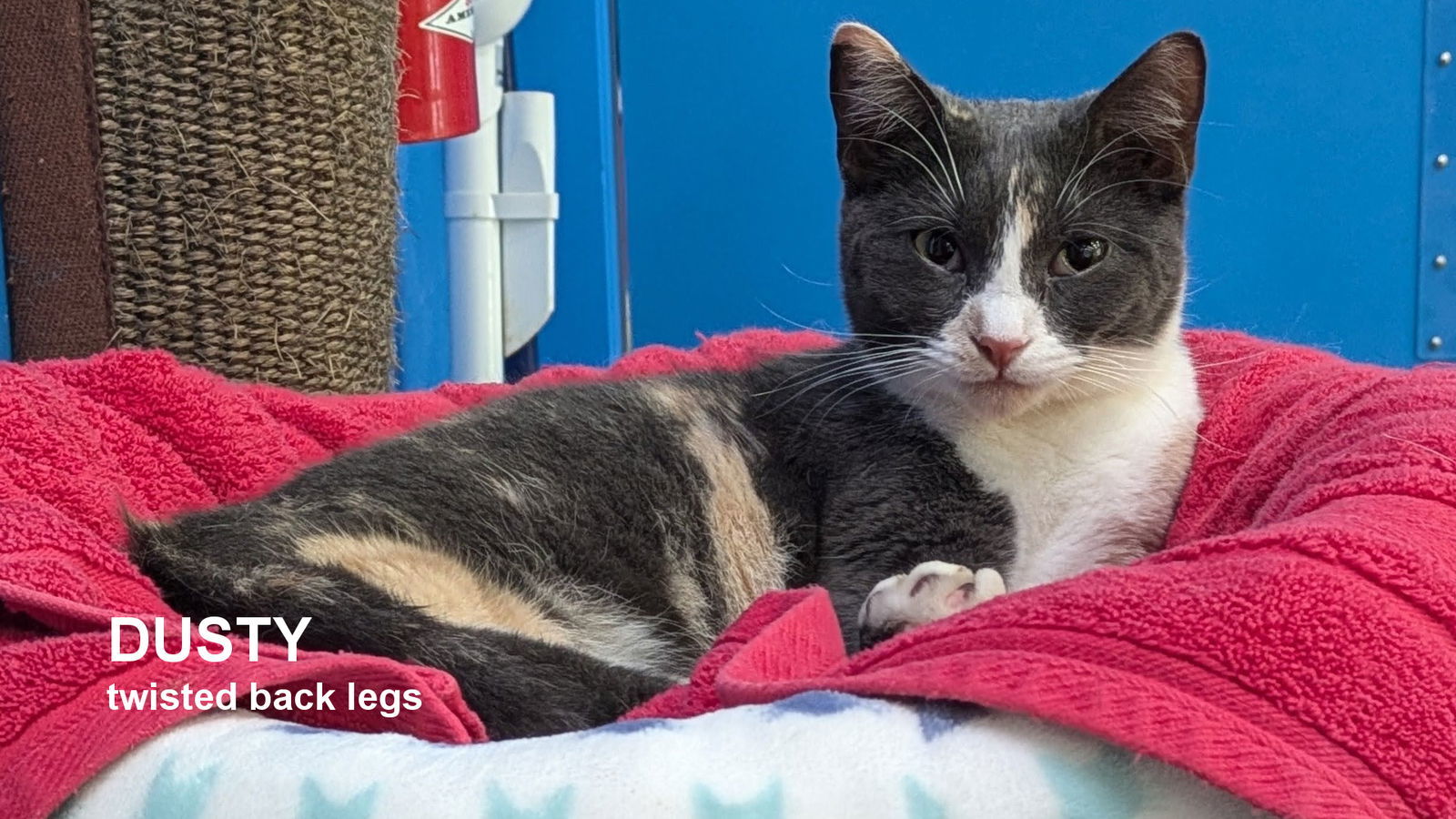 Dusty, an adoptable Calico in Santa Rosa, CA, 95404 | Photo Image 1