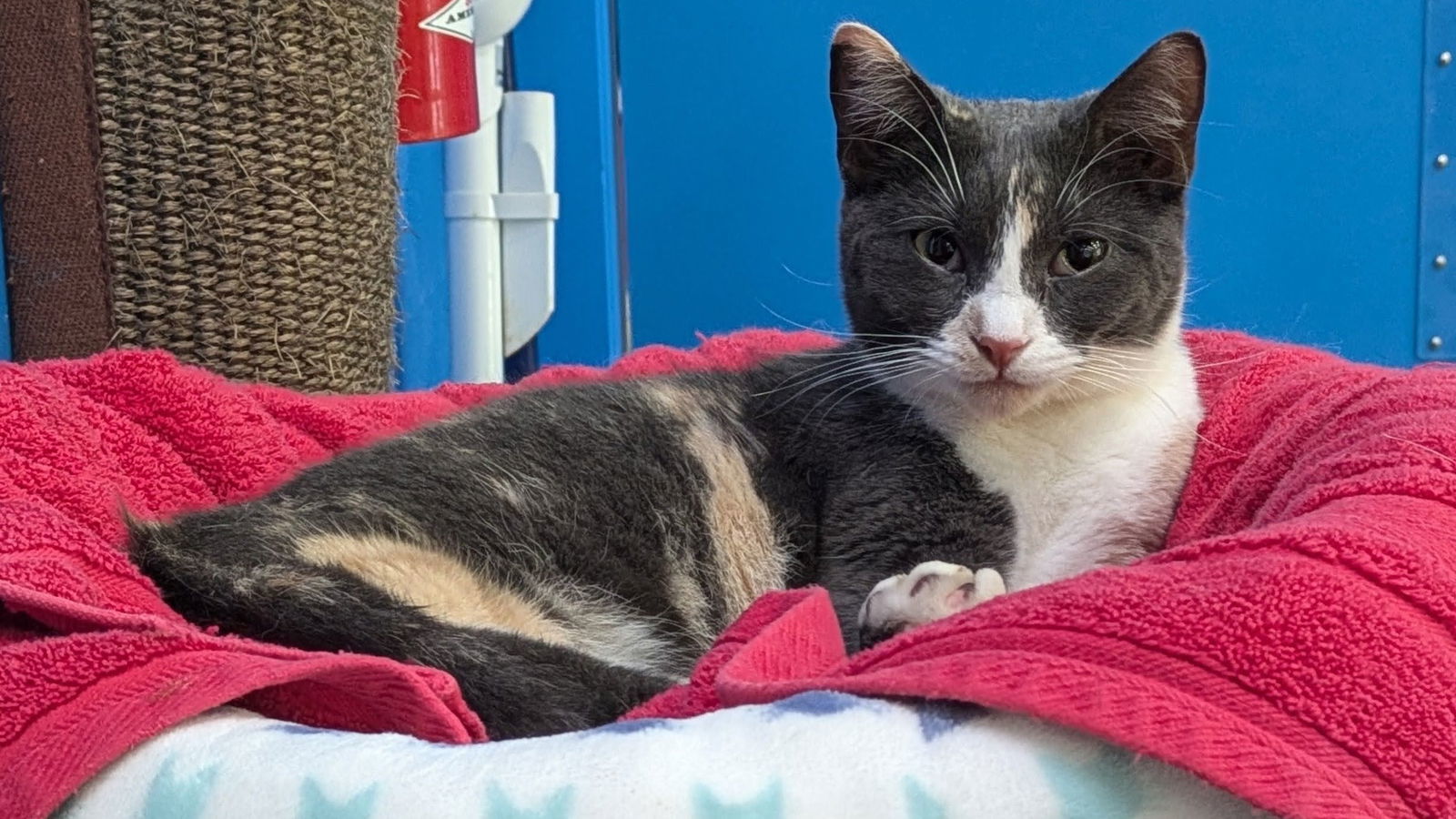 Dusty, an adoptable Calico in Santa Rosa, CA, 95404 | Photo Image 2