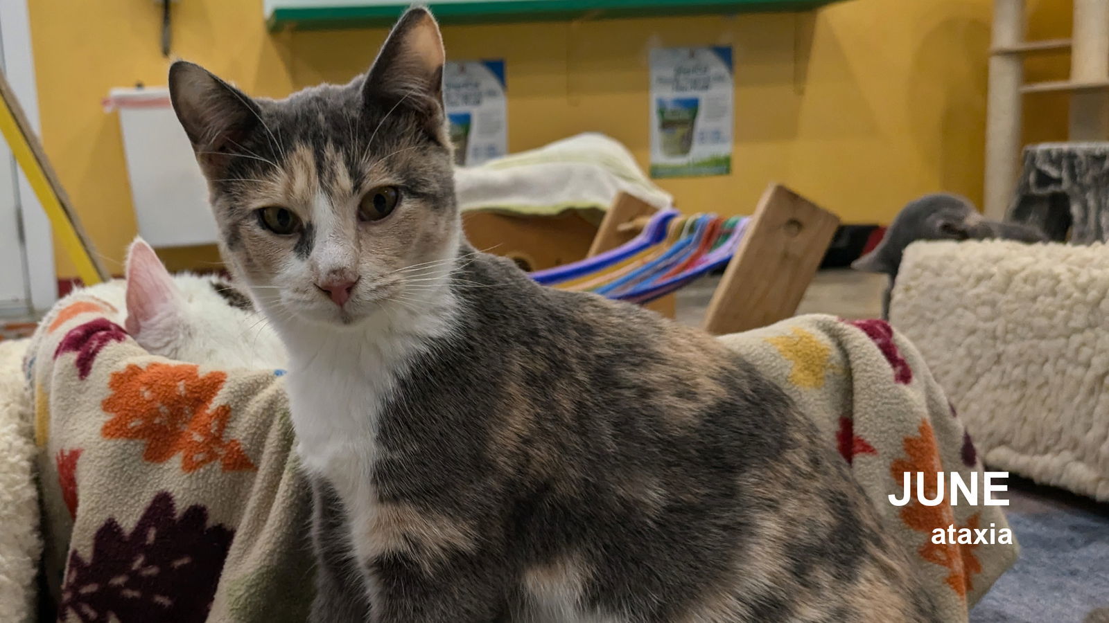 June, an adoptable Calico in Santa Rosa, CA, 95404 | Photo Image 1