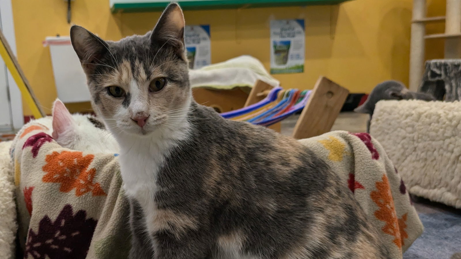 June, an adoptable Calico in Santa Rosa, CA, 95404 | Photo Image 2