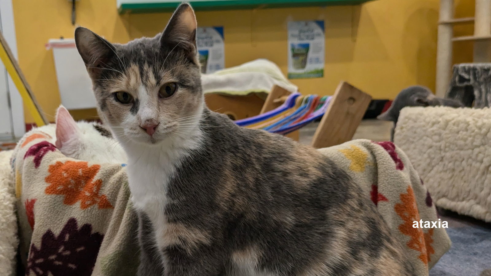 June, an adoptable Calico in Santa Rosa, CA, 95404 | Photo Image 3