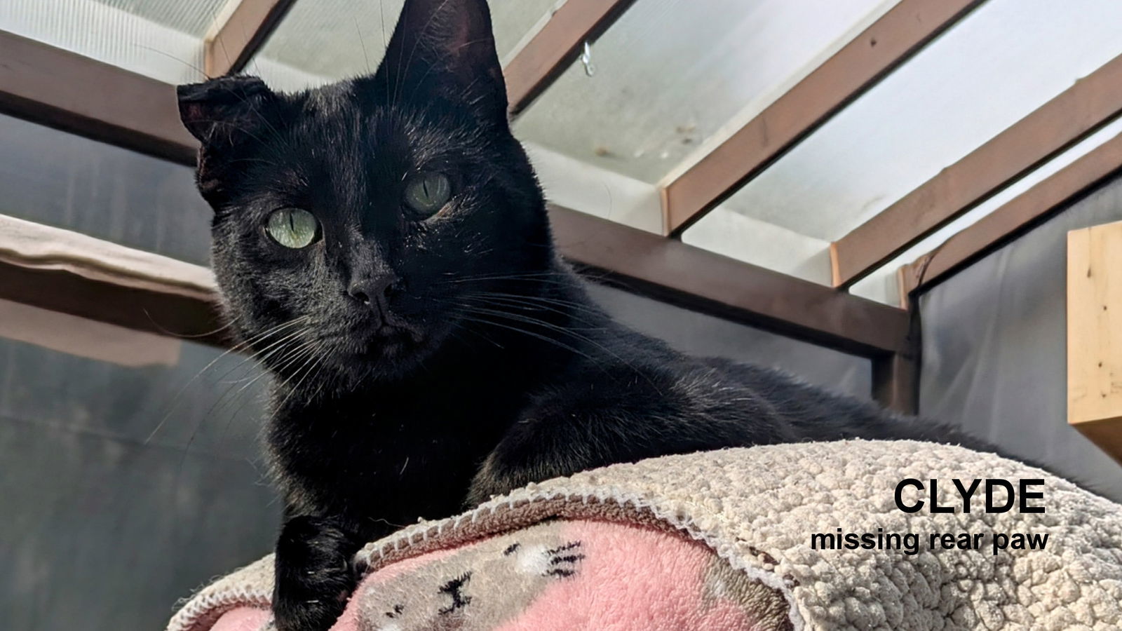 Clyde, an adoptable Domestic Short Hair in Santa Rosa, CA, 95404 | Photo Image 1