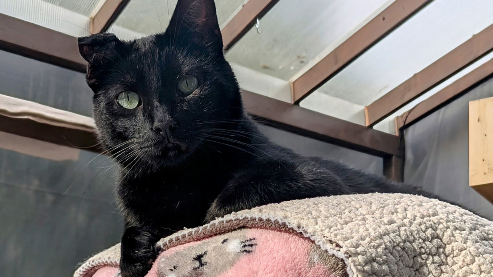 Clyde, an adoptable Domestic Short Hair in Santa Rosa, CA, 95404 | Photo Image 2