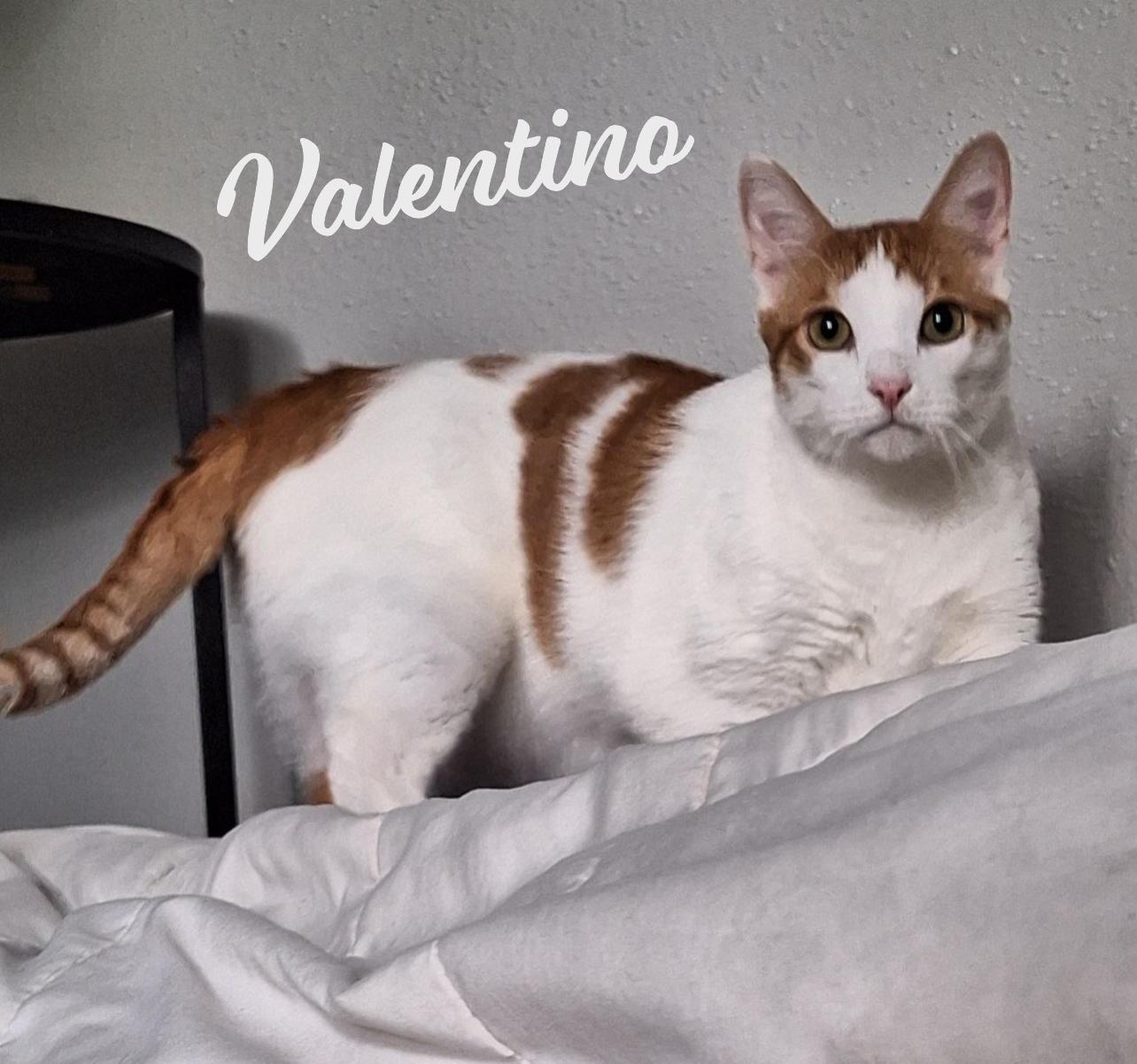 Valentino #feline-heart-throb