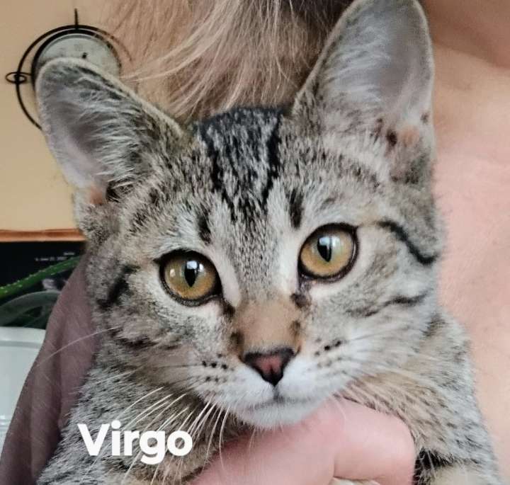 Virgo, an adoptable Domestic Short Hair in Laramie, WY, 82073 | Photo Image 1