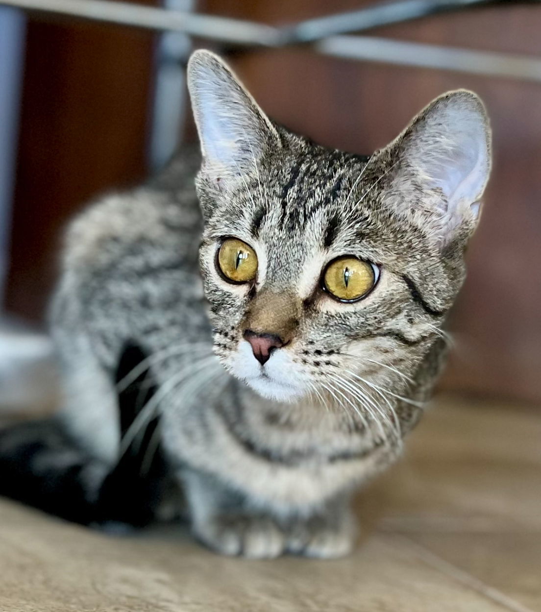 Virgo, an adoptable Domestic Short Hair in Laramie, WY, 82073 | Photo Image 1