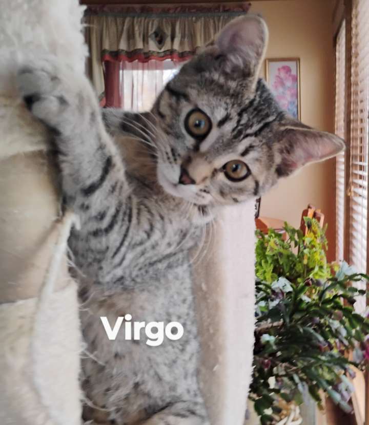 Virgo, an adoptable Domestic Short Hair in Laramie, WY, 82073 | Photo Image 2